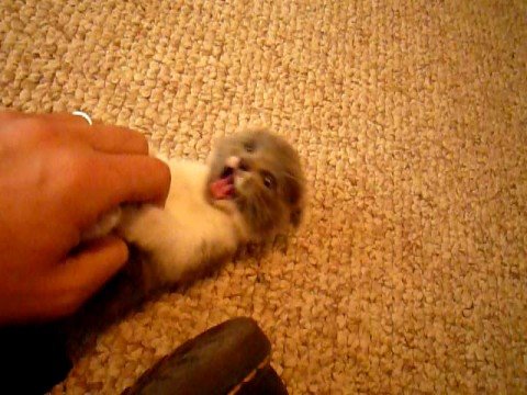 Scottish Fold munchkin