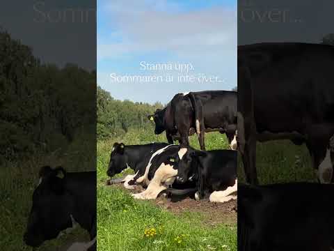 Ta vara på sommaren