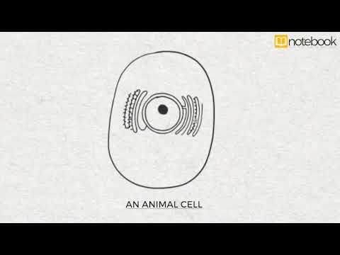 CBSE Class 9 Science - Biology - Diagrams Made Easy - Animal Cell