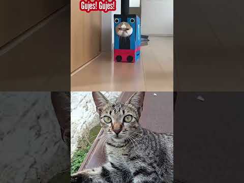 Cat Funy moment #kucing #kucinglucu #kucingimut #kucingorens