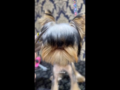 hello mister adorable!! @escuelamascotera #doggrooming #yorkie #transformation
