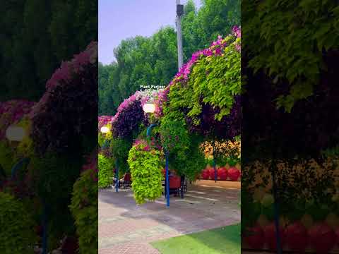 View😍#shorts #shortvideo #youtubeshorts #youtube #orchid #love #song