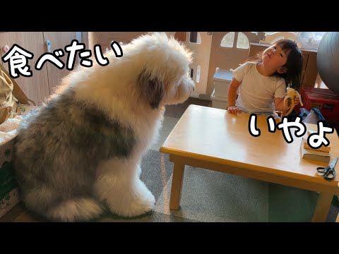 【デカ弟】どれだけ自分の方が大きくなっても３歳児のバナナには絶対手を出さない大型犬が健気すぎる…｜グレートピレニーズ&オールドイングリッシュシープドッグ&トイプードル
