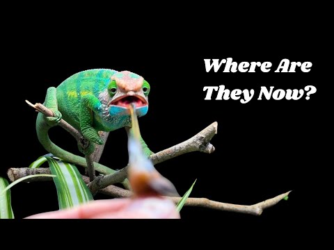 Where Are My Chameleons Now? It’s been seven years since I uploaded my first video to YouTube! In that time, we have met many i