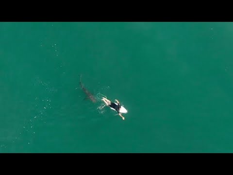 Australia fends off shark bites with new tech and old | AFP