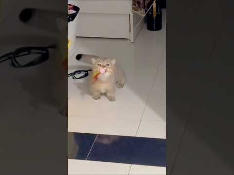 Cat video ! cat voice ! cat sound ! cat meowing #shorts #youtubeshorts #cat #cats #catsound
