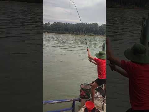 Câu cá Đảo Ó ngày mưa #fishing