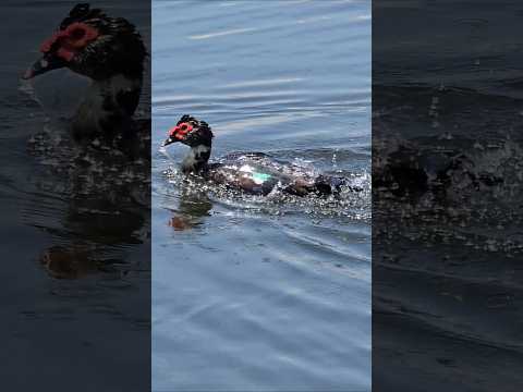 Funny Duck Goes CRAZY During Bath Time! 😂 #shorts