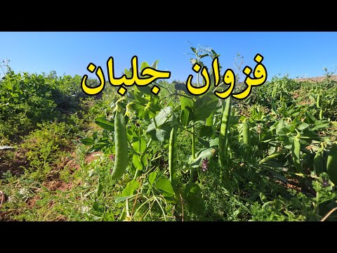 اجواء الطبيعة منطقة فزوان خيرات بركان 