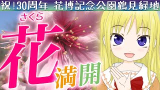 【花博記念公園鶴見緑地30周年】さくら いやし どうが【桜・お花見】