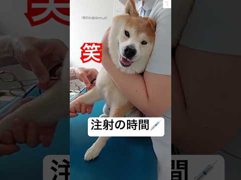 柴犬の注射シーンを面白く紹介！ガッチリ抱きつかれるかわいい姿をご覧ください サムネイル