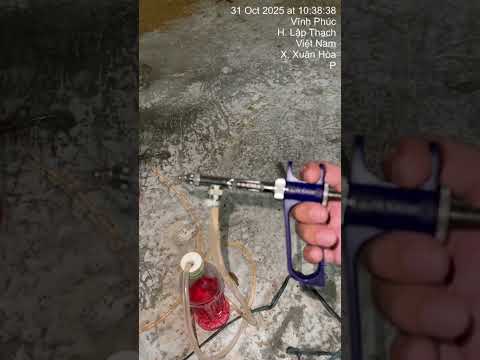 31/10/2025: Hỗ trợ tiêm gà 3 ngày tuổi #thuoc_thu_y