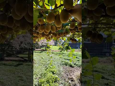 Harvest fruit #garden #farming #harvest #vegetables #fruit