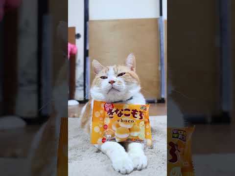 猫の動画サムネイル - きなこもち　250510 #cat #ねこ #ネコ #猫のいる暮らし　#のせ猫　#ねこ　#きなこ #cute #猫のいる生活