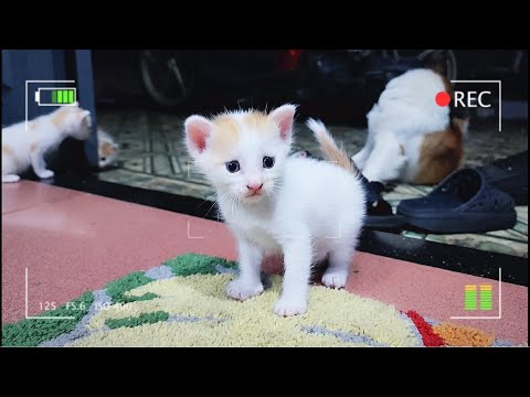Cat Mom and Her One Month Kittens 3 - Adorable Cats and Dogs Family | Viral Cat