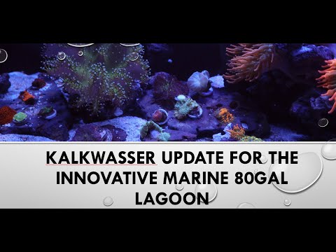 Kalkwasser Dosing Update For The Innovative Marine New camera and new fish come check it out!

I am not sponsored by any company below or in this video