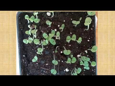 GREENHOUSE PROJECT 2018 VIDEO 