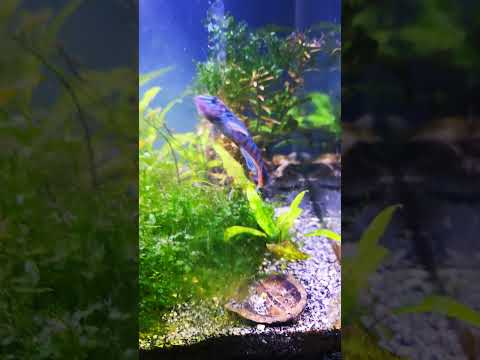 Fundulopanchax sjostedti 