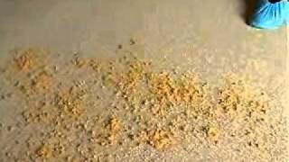 Bone-Dry Carpet Cleaning - YouTube