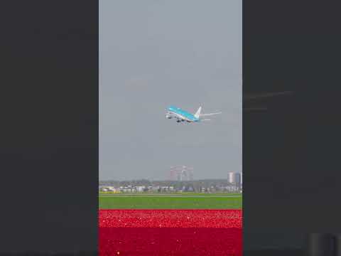 Could it get any more Dutch? 🇳🇱Tulips in bloom and KLM on the move. 💐🛫 #KLM #Tulips