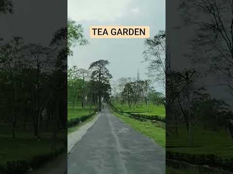Hi tea lovers ❤️#trending #teagarden #love#nature #ytshorts