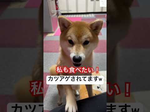 完全にカツアゲ‼️卵が食べたい柴犬🐶　　#柴犬　#犬　#面白い #犬のいる暮らし #かわいい犬 サムネイル