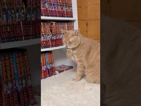 猫のひのきと楽しむ心温まる日常のひととき サムネイル