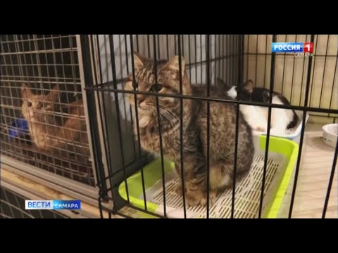 Как приюты животных переживают пандемию в Самарской области