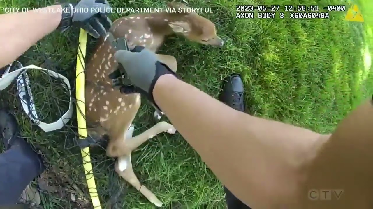 Entangled baby deer freed from backyard soccer net