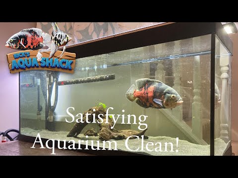 Satisfying Aquarium Cleaning!! (Unhappy Fish!) This video is a time lapse of me cleaning up my Oscar tank, she’s not too pleased about it either!