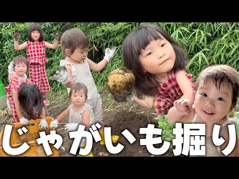 【じゃがいも掘り】暑さに負けずにいっぱいじゃがいもを掘りました♪