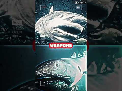 Bull Shark vs Megamouth Shark (Shark Championship #13)