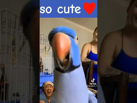 so cute♥♥♥#parrot #love #cute