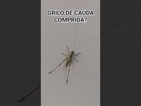 Grilo de cauda comprida🦗? #long-tailed #cricket #insect