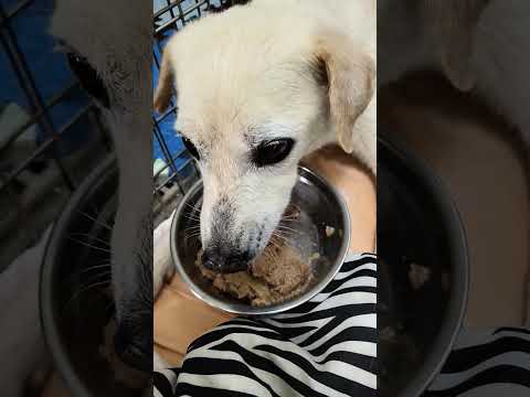 老蘇都是固定使用同一品牌的老犬飼料，避免不同的飼料造成狗狗腸胃不適應，泡軟後加入任何寵物罐頭及鮮食，若有胃口不佳或挑食的狗狗，家樂福的烤雞非常好用