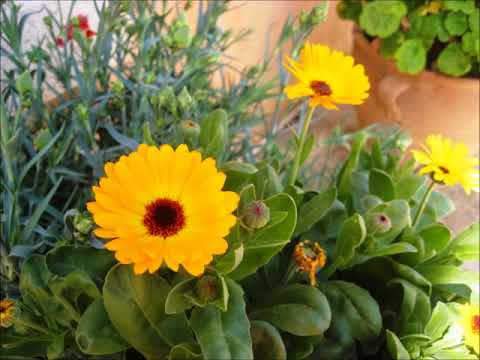 Von meinem Blümchen