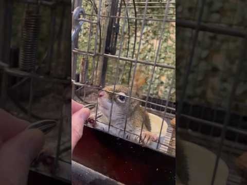 食べる。そして走る【#京都のフクロウの森】