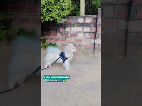 #cutedog #trending #pets #viral #cute #puppy #love #song