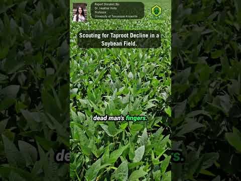 Taproot Decline: What to Look for in the Field #ussoy #cropmanagement #farming #shorts #cropscience