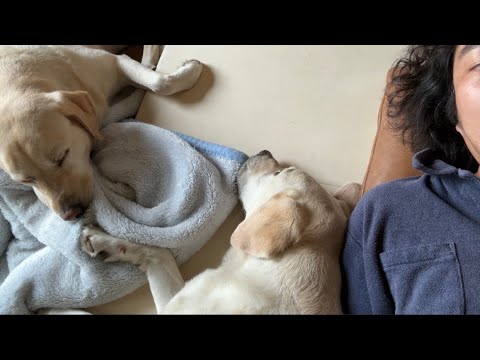 【ゆる動画】仕事中にこんな動画送られてきたら羨まし過ぎて泣く