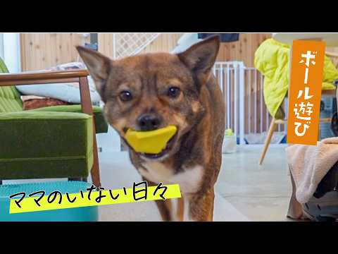 これからママのいない日も増えるから、がんばる元野犬ぐるーぷ！