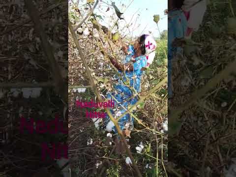 #song #lovesong #hait cotton seeds #lifeisbutadream #music