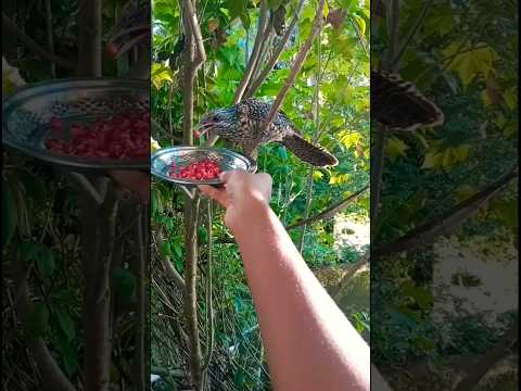 পাখি 💛😍🤗🍂😘 #shorts #birds #shortvideo #status #foryou #foryoupage #subscribe @RimiNaskar672