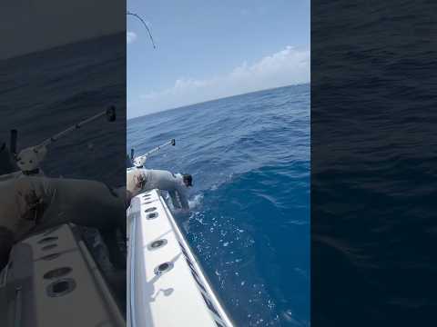 Angler gets treble hook stuck in his hand while releasing kingfish video thumbnail