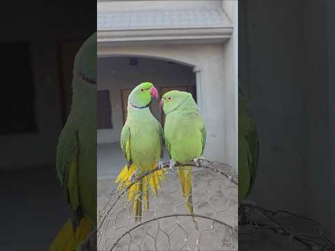 Green Parrot Ring neck #fantasticparrot #shortvideo