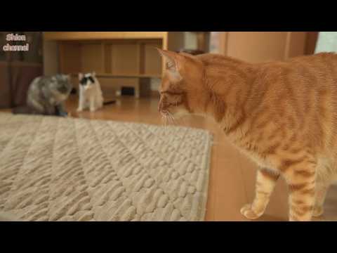 ダイエットをしてスリムになった先住猫を見た後輩たちの反応…
