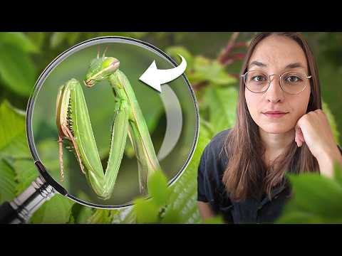 Comprendre (vraiment) la MANTE RELIGIEUSE