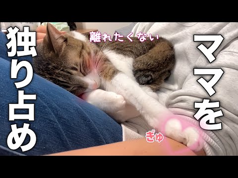 久しぶりにママを独り占めできて嬉しそうな超甘えん坊猫が可愛すぎました