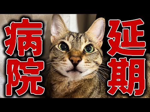 猫の病院延期とイベント詳細：知っておきたい最新情報 サムネイル