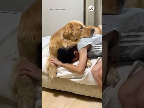 思春期の姉にぴったり寄り添うゴールデンレトリバーの癒し動画 サムネイル